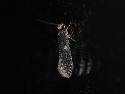 0233 Monopis laevigella 8095.jpg