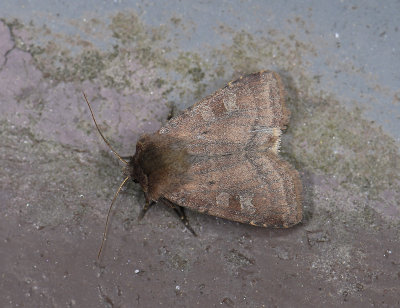 3025 Diarsia rubi 8214.jpg