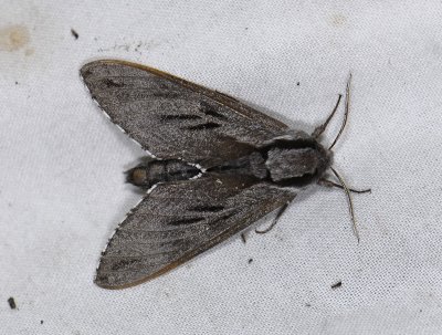 1969 Hyloicus pinastri 8406.jpg