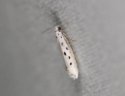 0534   Ethmia terminella  8497.jpg