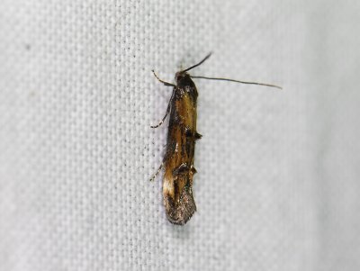 0872   Mompha idaei  8486.jpg