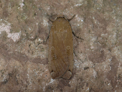 3001 Noctua pronuba 8475.jpg