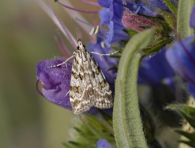 1792   Scoparia pyralella  8619.jpg