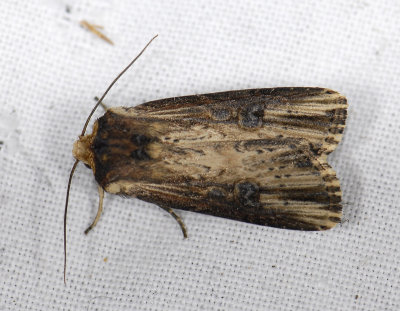 2990   Axylia putris  8721.jpg