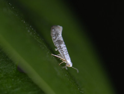 0452 Argyresthia retinella 1230.jpg
