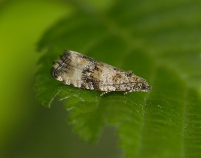 1386 Celypha rurestrana 1244.jpg
