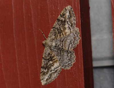 2236 Alcis repandata 1431.jpg
