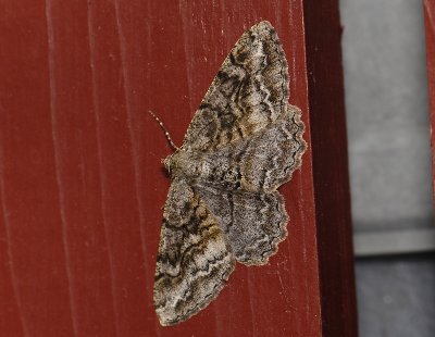 2236   Alcis repandata  1431.jpg