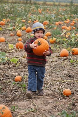 Looking for the great pumpkin Charlie Brown?