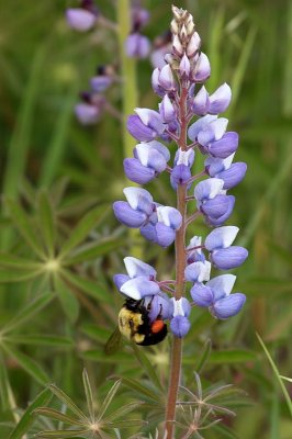 Whats the buzz about..........the lupine is blooming!