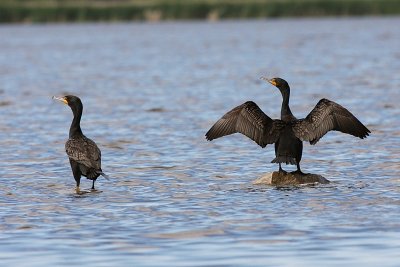 Drying off ~ Cormorants are not fully waterproof so they hold their wings out to dry off