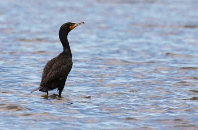Double crested cormorant
