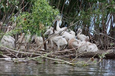 The young pelicans are mere inches from the edge of the water
