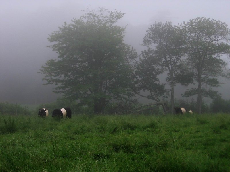 Belted Galloway Cows in Fog