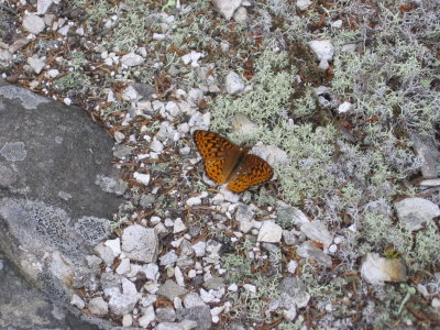 Butterfly, lichens, and rhyolite