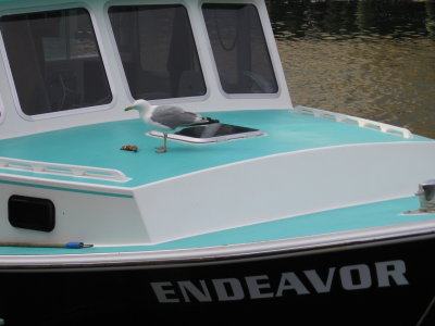 Endeavor indeed