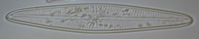 Marine Plankton