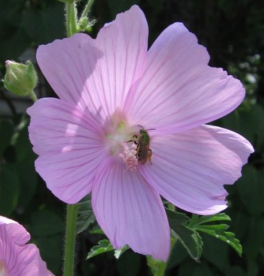 mallow and bee