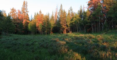 Evening Light 2