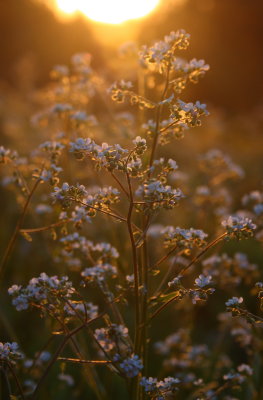 Wild Flowers