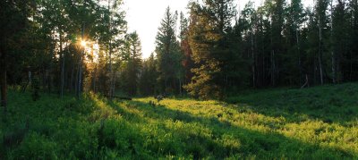 Evening Light 1