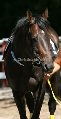img_8803b.jpg (Quilboquet)