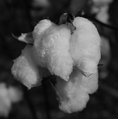 cotton BW 00.jpg