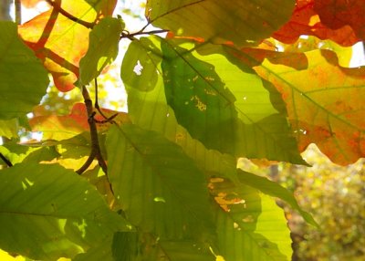 color leaves.jpg