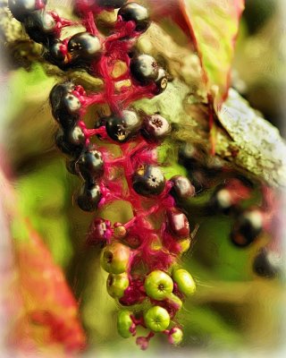 Berries oilptg pB.jpg