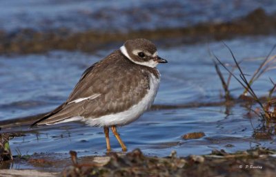 Semipalmated plover