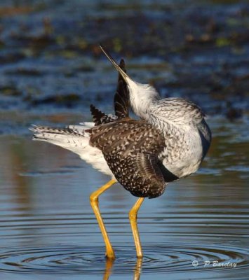 Greater yellowlegs