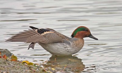 Green-winged teal (m)