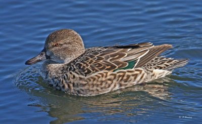 Green-winged teal (f)