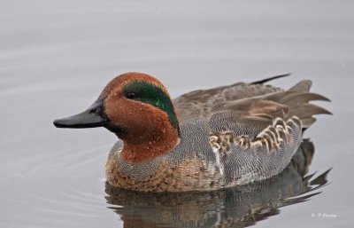 Green-winged teal (m)