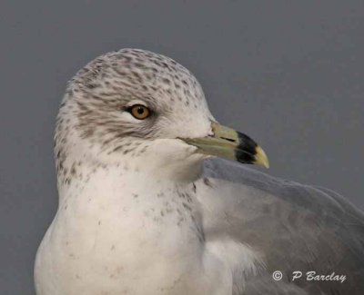 Ring-billed gull