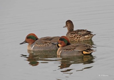 Green-winged teals