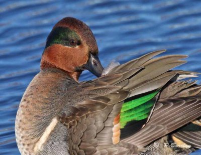 Green-winged teal (m)