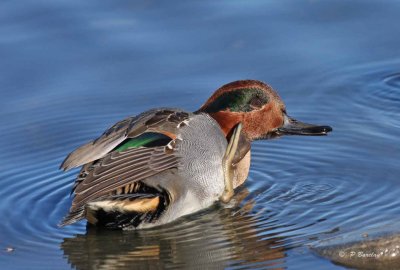 Green-winged teal (m)