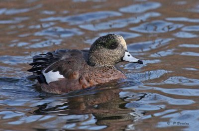 American wigeon (m)