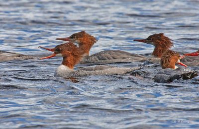 Common mergansers