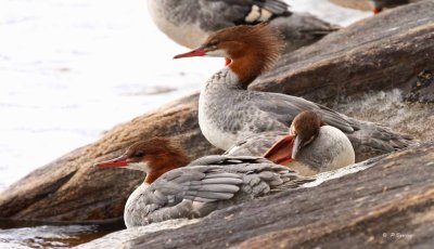 Common mergansers