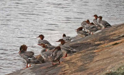 Common mergansers