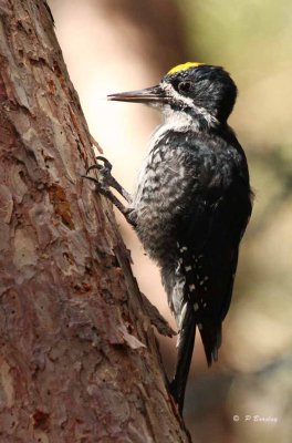 Black backed woodpecker (m)