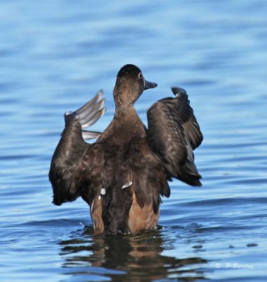 Ring-necked duck (f)