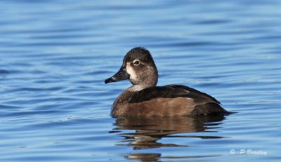 Ring-necked duck (f)
