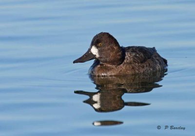 Lesser scaup