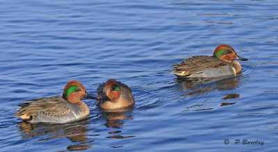 Green-winged teals (m)