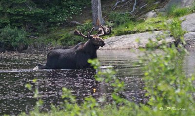Bull moose