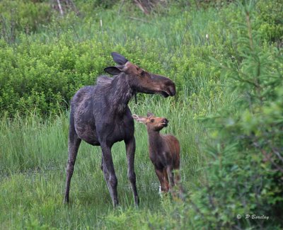 Moose (cow and calf)