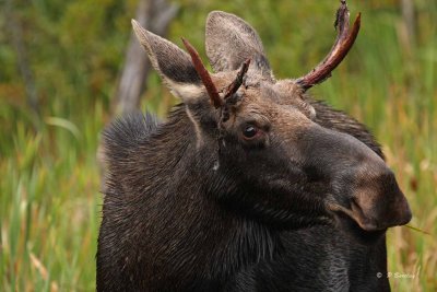 Moose (young bull)